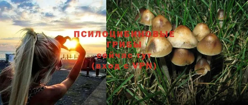 Галлюциногенные грибы Cubensis  Анадырь 